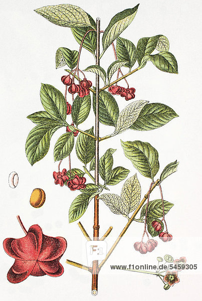 Spindle or spindle tree (Euonymus latifolius)  medicinal and useful plant  chromolithograph  1881  historical illustration