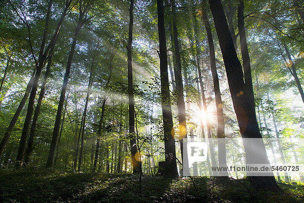 Sonnenstrahlen  die durch den Wald scheinen