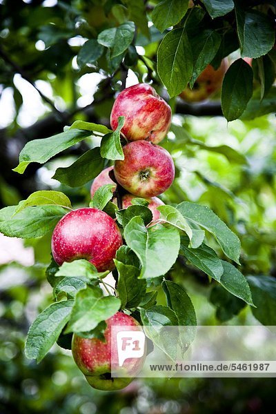 Hängen von Baum-Zweig Äpfel