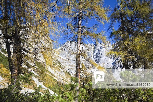 Mountain mixed forest at the Tennengebirge Salzburg State Austria