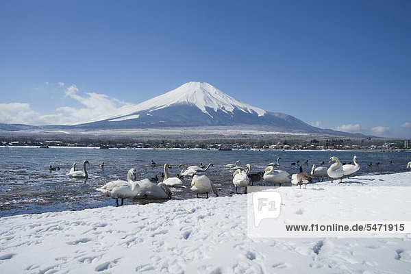 Schneelandschaft vor dem Fuji Vulkan Yamanashi-ken Präfektur Yamanashi Japan Asien