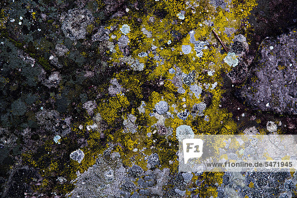 Old stone with lichens