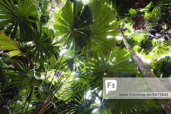 Australian Fan Palms (Licuala ramsayi) in the rainforest  Daintree National Park  northern Queensland  Australia