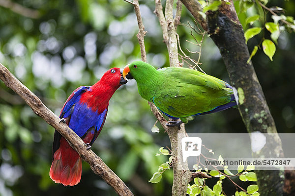 Edelpapagei (Eclectus roratus)  Paar balzend  Regenwald  Cape York Halbinsel  nördliches Queensland  Australien