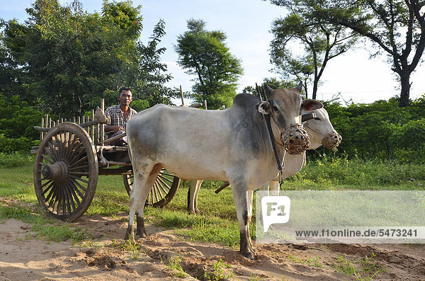Burmese farmer with a wooden ox cart and two oxen  Bagan  Pagan  Burma  Myanmar  Southeast Asia  Asia