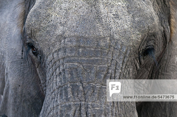 Afrikanischer Elefant (Loxodonta africana)  Abu Camp  Okavango-Delta  Botsuana  Afrika
