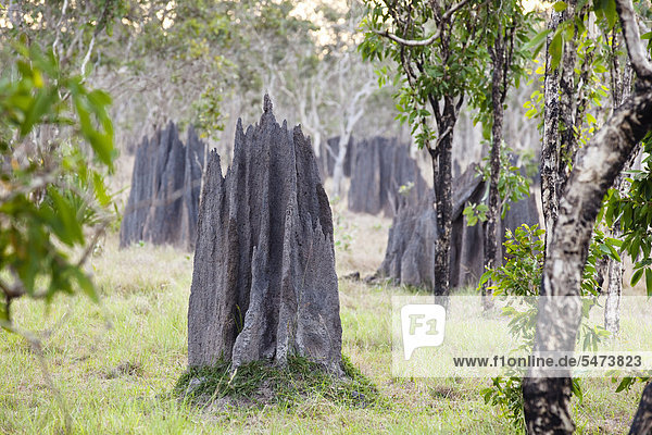Magnetic Termite Mounds (Amitermes laurensis)  Cape York Peninsula  northern Queensland  Australia