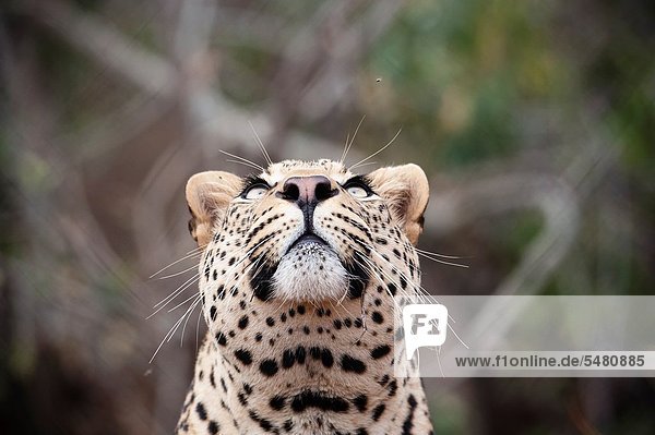 Südliches Afrika  Südafrika  Raubkatze  Leopard  Panthera pardus  beobachten  Kruger Nationalpark