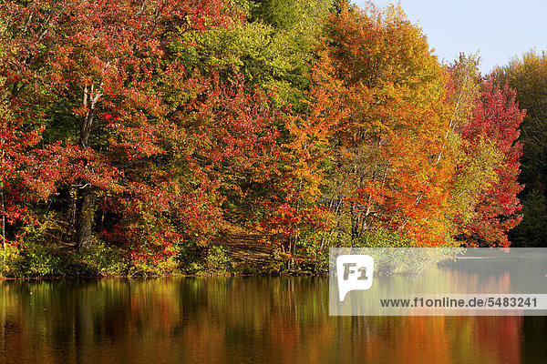 Bäume in herbstlichen Farben spiegeln sich in See  Iron Hill  Quebec  Kanada