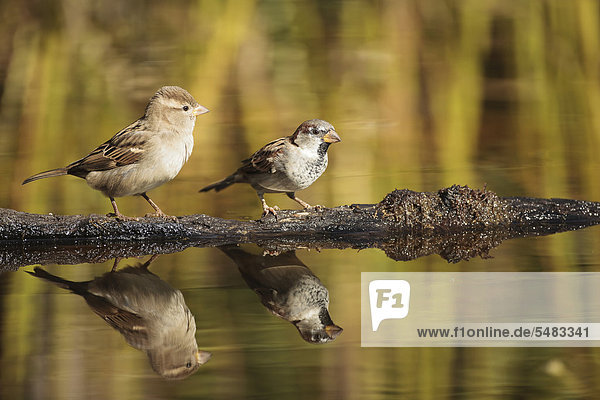 Two House Sparrows (Passer domesticus)  on the water  Limburg  Hesse  Germany  Europe
