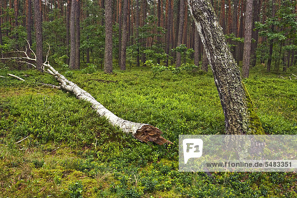 Wald bei Roztoka  Kampinoski Nationalpark  Polen  Europa