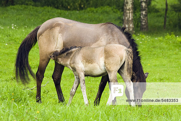 Konik Pferd (Equus ferus caballus Konik) Stute säugt Fohlen