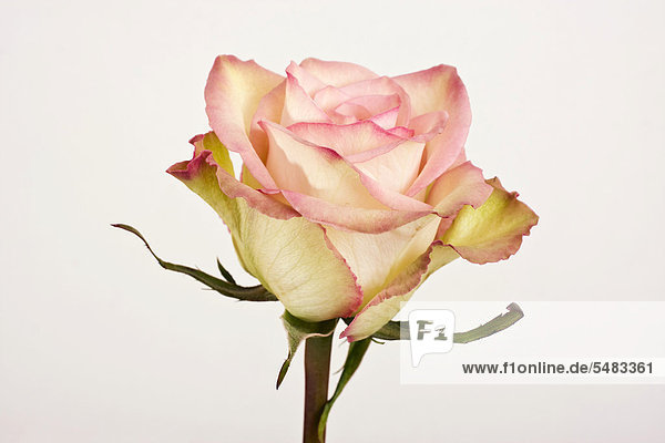 Rose (Rosa)
