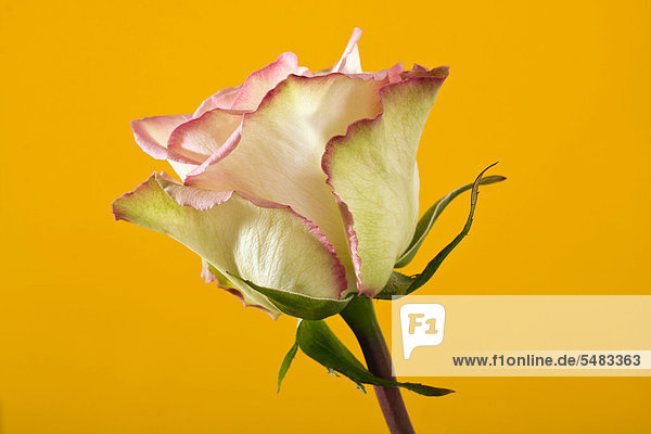 Rose (Rosa)