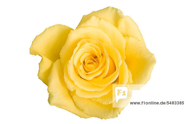 Rose (Rosa)