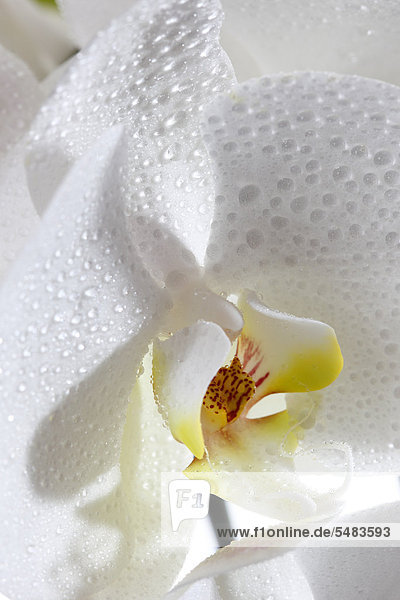 Weiße Orchidee (Orchidaceae) mit Wassertropfen