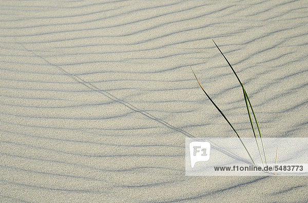 Gewöhnlicher Strandhafer (Ammophila arenaria) auf dem Kniepsand  Sandbank  Nordseeinsel Amrum  Kreis Nordfriesland  Schleswig-Holstein  Deutschland  Europa