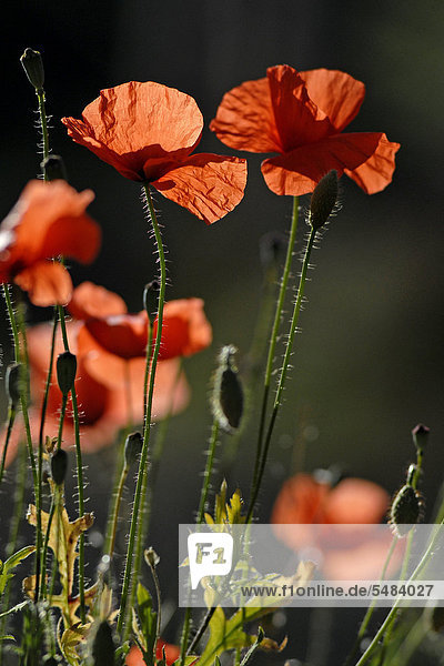 Blühender roter Mohn (Papaver sp.) bei Castelnuovo Sizilien Süditalien Italien Europa