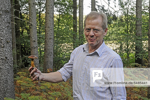 Mann mit Marone  Maronenröhrling (Boletus badius) bei Pilzsuche im Wald  Iserlohn  Sauerland  Nordrhein-Westfalen  Deutschland  Europa  ÖffentlicherGrund