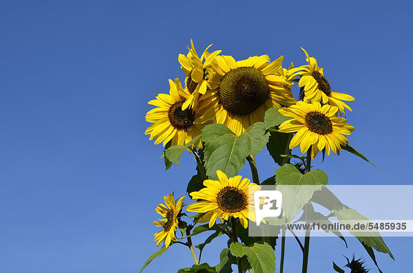 Sonnenblumen (Helianthus anuus) gegen blauen Himmel