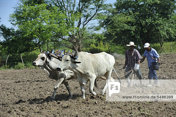Two farmers plowing the field with two oxen  yoke of oxen  El Angel  Bajo Lempa  El Salvador  Central America  Latin America