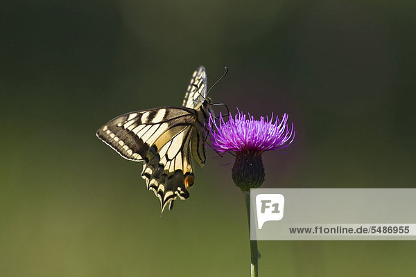 Common yellow swallowtail (Papilio machaon) perched on a blooming thistle  Upper Bavaria  Bavaria  Germany  Europe