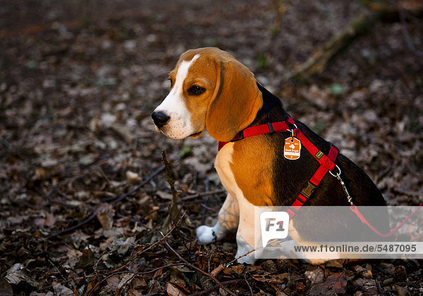 Dreifarbiger männlicher Beagle-Welpe sitzt im Wald