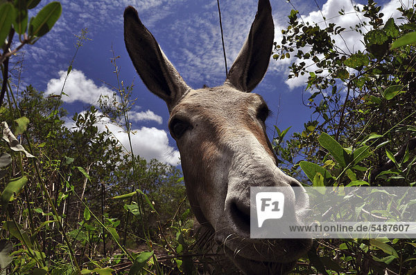 Curious donkey Chapada Diamantina Bahia Brazil South America