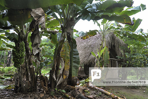 Wooden hut Indian village Amazonia Brazil South America