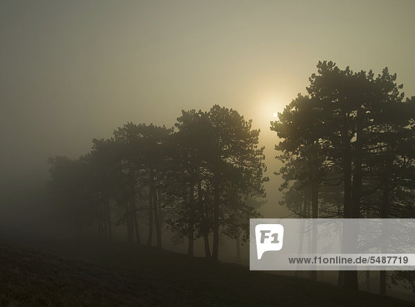Kiefern bei Sonnenaufgang und Nebel auf dem Ipf  Bopfingen  Ostalbkreis  Baden-Württemberg  Deutschland  Europa