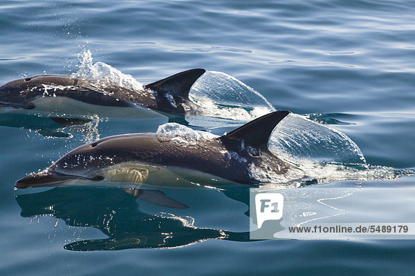 Gemeine Delfine (Delphinus delphis)  im Atlantik vor der Algarve  Portugal  Europa