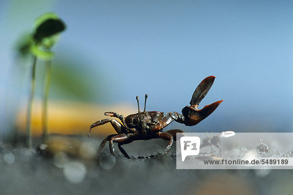 Fiddler Crab (Uca maracoani)  waving  Caroni Swamp  Trinidad  West Indies  Caribbean