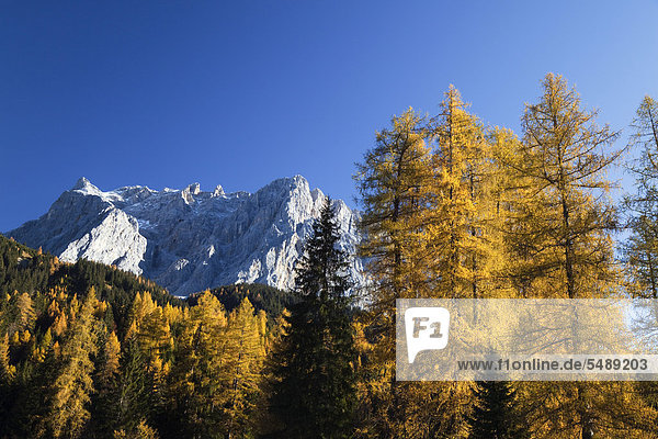 Europäische Lärchen (Larix decidua)  Baum des Jahres 2012  Wettersteingebirge mit Wetterspitzen  Alpen  Österreich  Europa
