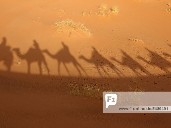 Nordafrika  Marokko  Merzouga  Schatten einer Karawane mit Kamelen und Touristen auf Sand