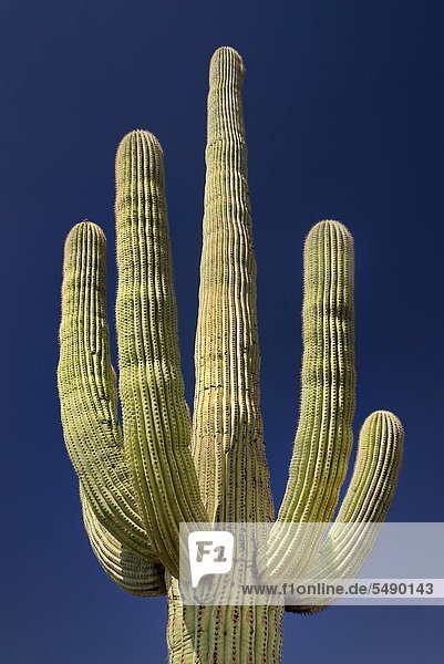 USA  Arizona  View of cactus plant in Saguaro National Park