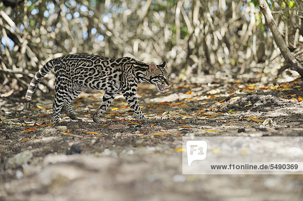 Lateinamerika  Mittelamerika  Honduras  Bay Islands  Roatan  Ocelot Leopard im Mangrovenwald