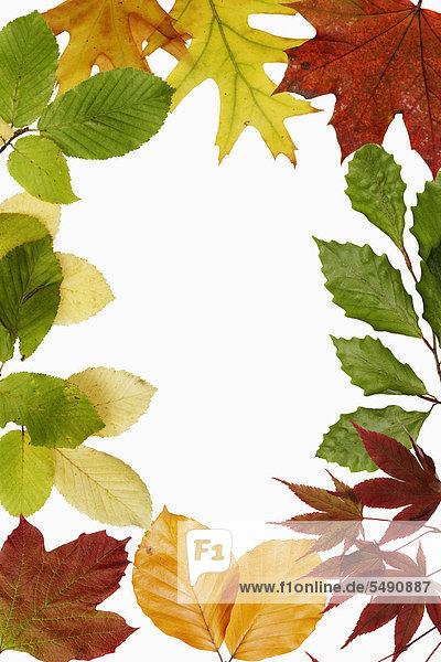 Collage mit verschiedenen Blättern  Nahaufnahme