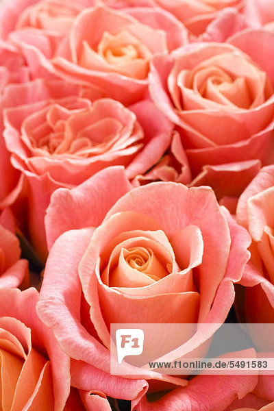 Rosen (Rosa)