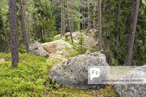 Wald mit großen Felsen im Tiveden Nationalpark  Schweden  Skandinavien  Europa
