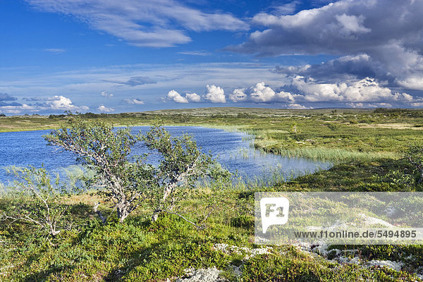 Landschaft im Nationalpark Fulufjället  Dalarna  Schweden  Skandinavien  Europa