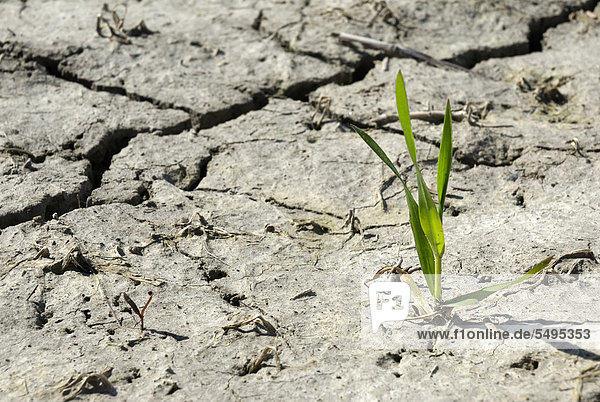 Weizenpflanze (Triticum spec.) auf trockenem Acker  Trockenriss  Symbolbild Wachstum  widrige Umstände  Nordfriesland  Schleswig-Holstein  Deutschland  Europa