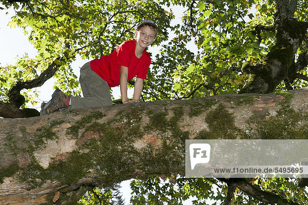 Boy climbing a deciduous tree