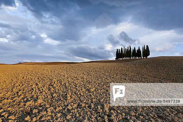 Felder bei Montepulciano  Blick auf das berühmte Zypressenwäldchen  auch unter dem Namen Friedhof der Hunde  Il Cimitero dei cani bekannt  im Herbst  Toskana  Italien  Europa