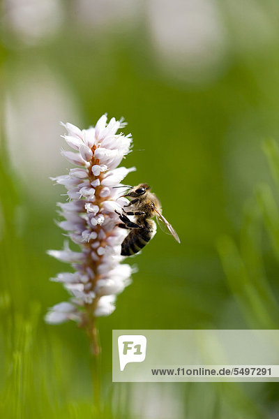 Biene (Apis sp.) beim Sammeln von Pollen auf einem Wiesen-Knöterich oder Schlangen-Knöterich (Polygonum bistorta)  Deutschland  Europa