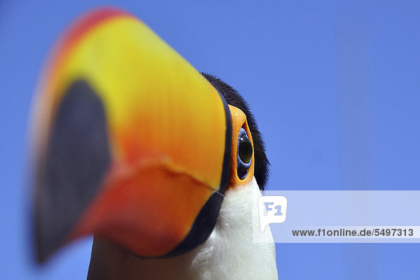 Toco toucan (Ramphastos toco)  Foz de Iguazu  Puerto Iguazu  border of Argentina and Brazil  South America