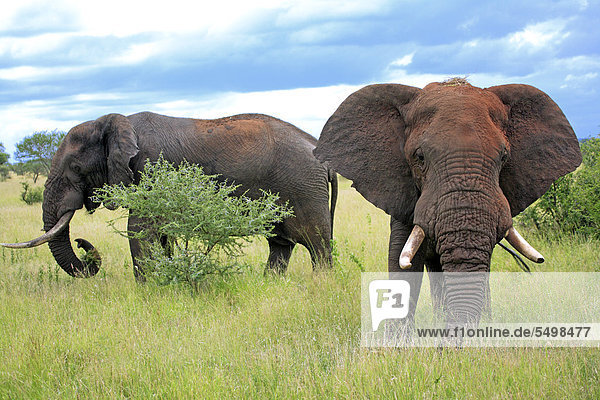 Zwei Afrikanische Elefanten (Loxodonta africana)  adult  männlich  Krüger Nationalpark  Südafrika  Afrika
