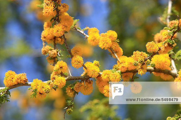 Akazie (Acacia cavan  Espino cavan)  Blüten  Chile  Argentinien  Südamerika
