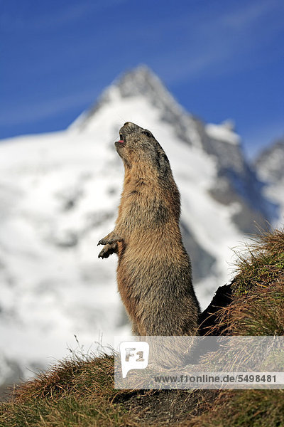 Alpenmurmeltier (Marmota marmota)  adult  rufend  Großglockner-Massiv  Nationalpark Hohe Tauern  Österreich  Alpen  Europa