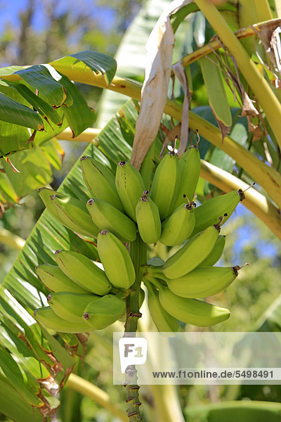 Banana (Musa x paradisiaca)  banana tree  Roatan  Honduras  Caribbean  Central America  Latin America