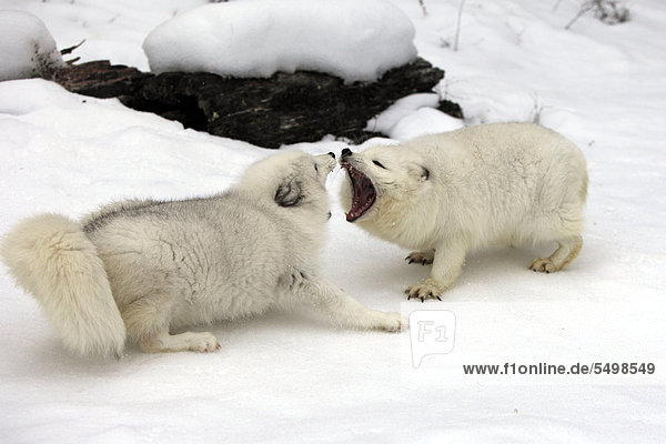 Zwei Eisfüchse,  Polarfüchse (Vulpes lagopus,  früher Alopex lagopus),  adult,  kämpfend,  Sozialverhalten,  Schnee,  Montana,  Nordamerika,  USA